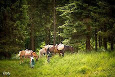 Bayerischer Wald